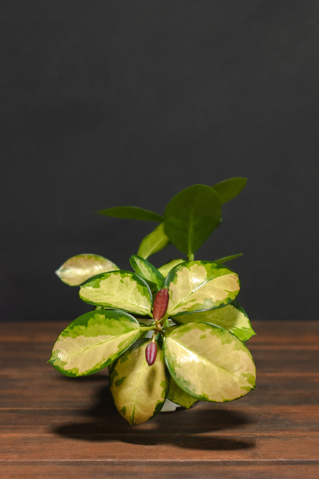 Hoya - Australis "Lisa"