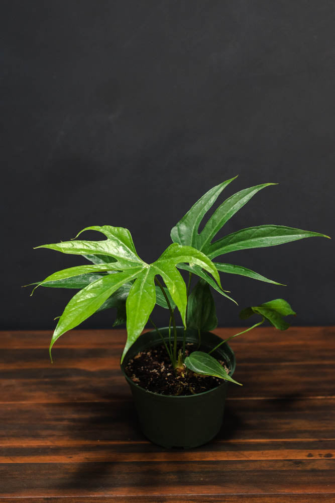 Anthurium - Fingers