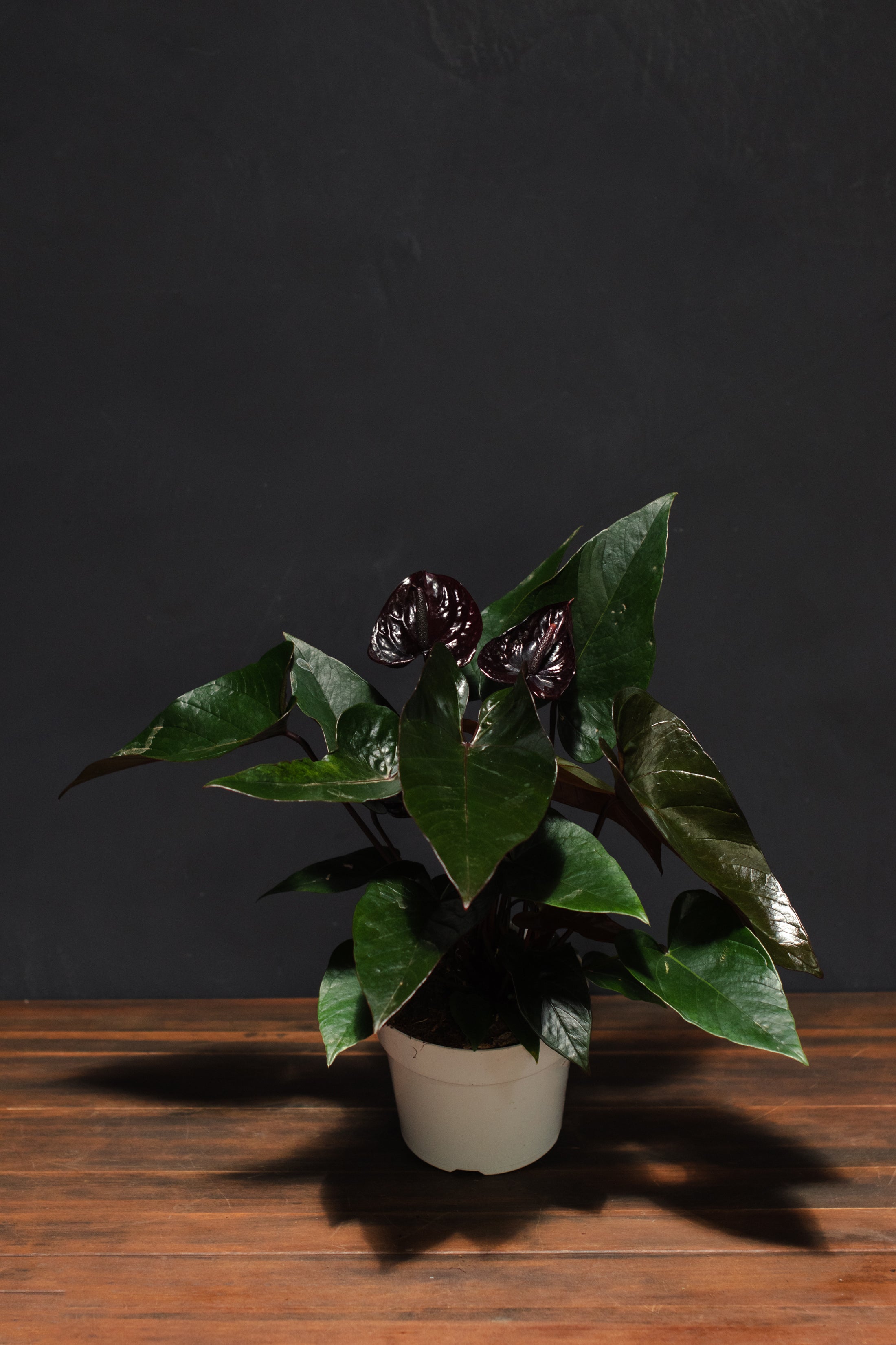 anthurium black beauty Anthurium