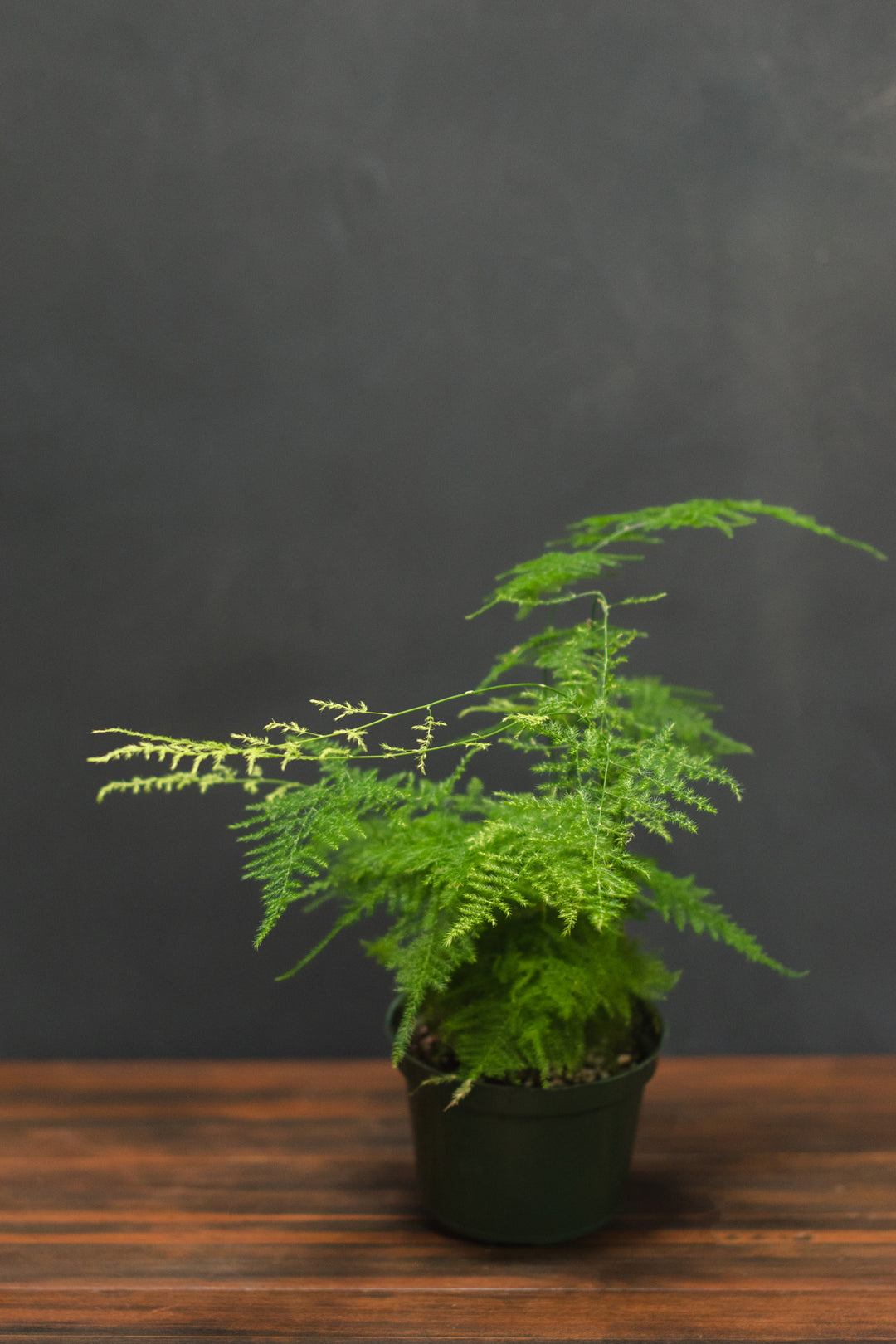 Fern - Asparagus Plumosa