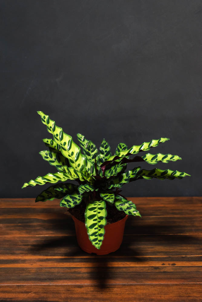 Calathea - Lancifolia