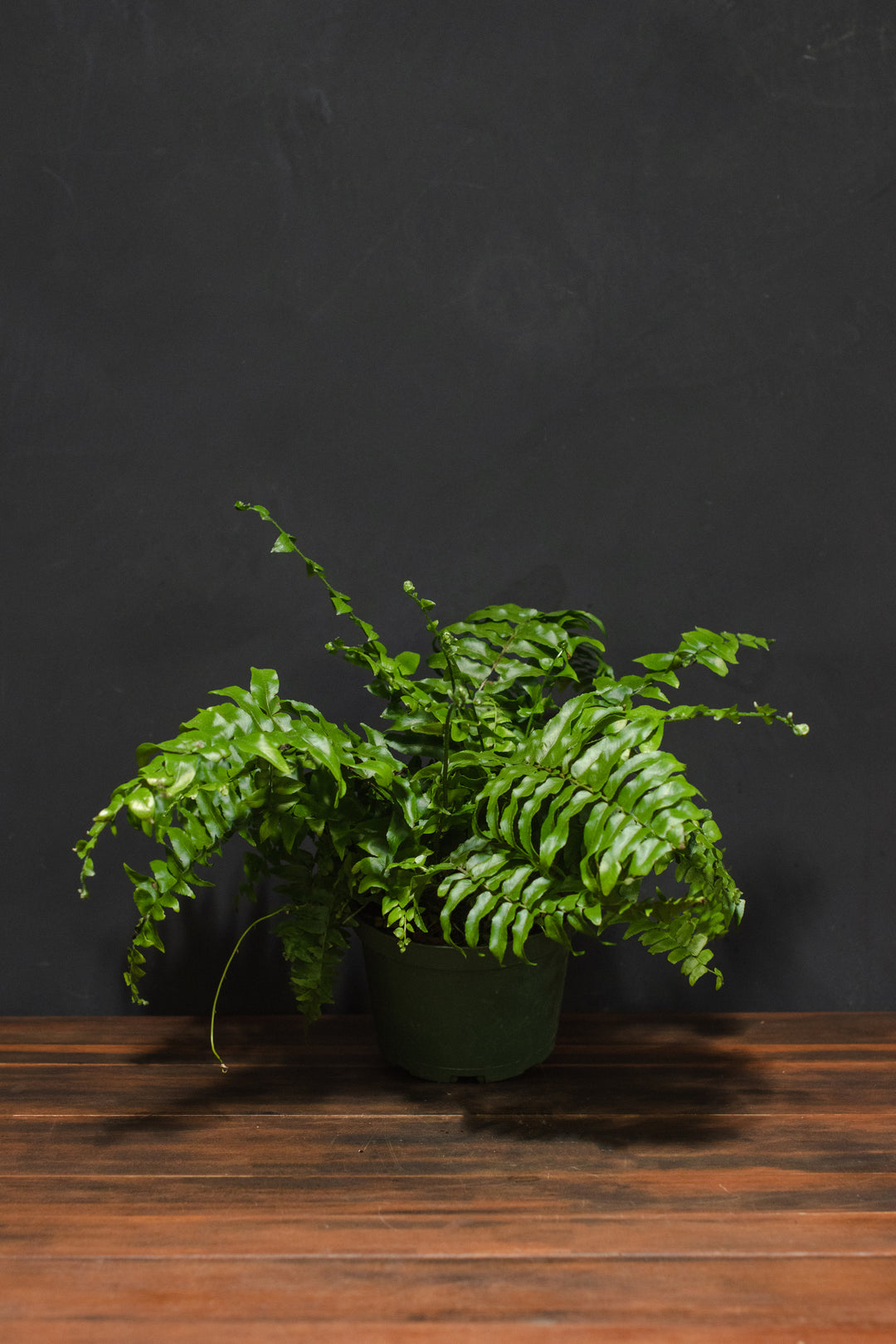 Fern - Macho