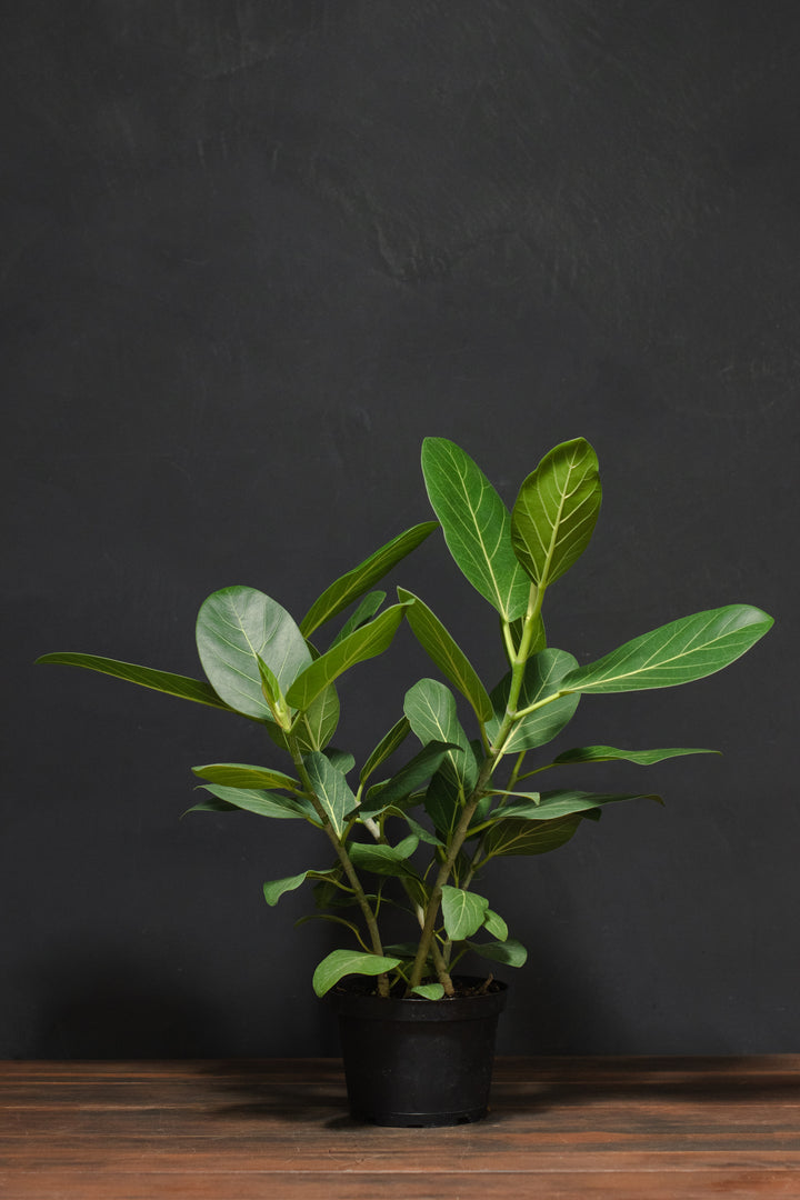 Ficus - Audrey