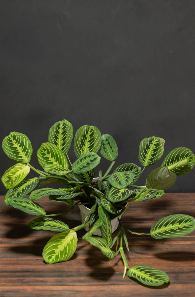 buy prayer plant seeds Maranta