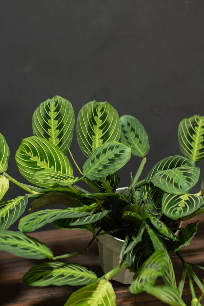 Maranta - Lemon Lime "Prayer Plant"