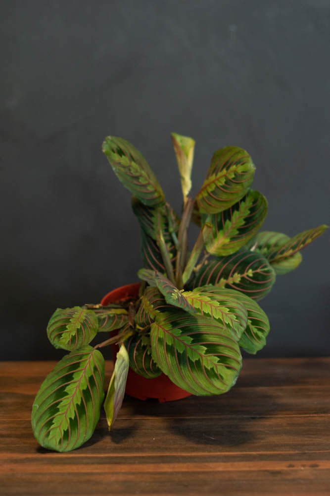 red prayer plant bloom Maranta
