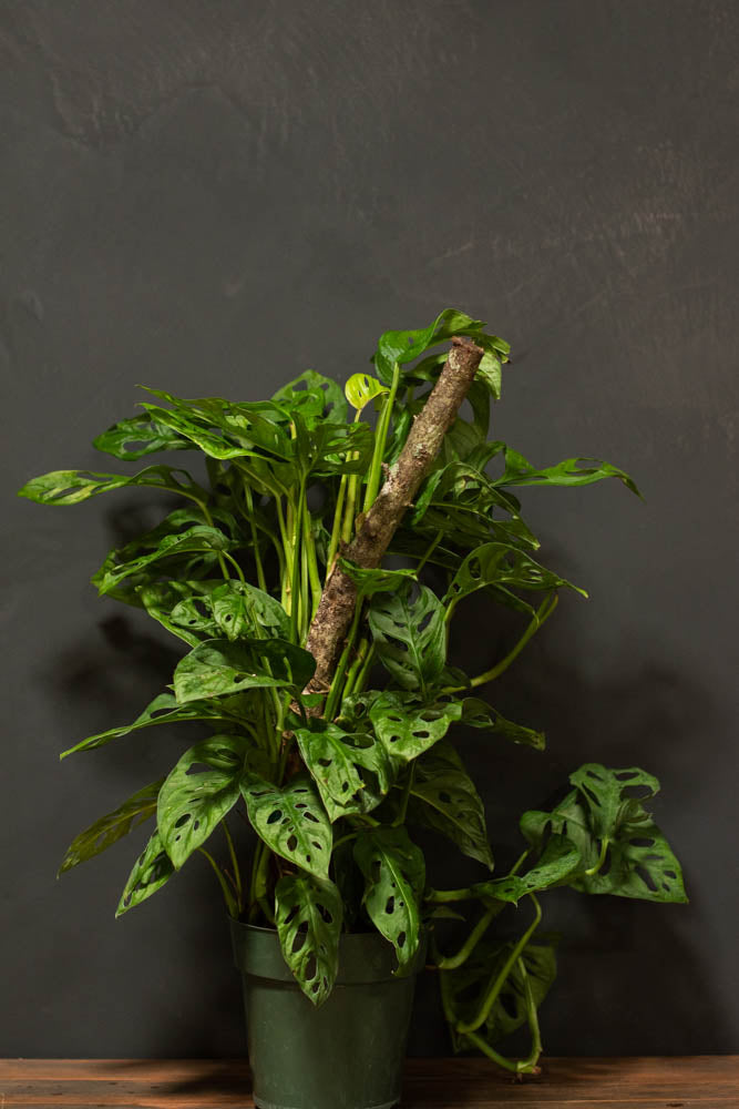 Monstera - Adansonii "Swiss Cheese"