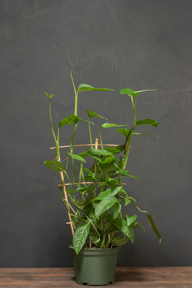 Monstera - Adansonii "Swiss Cheese"