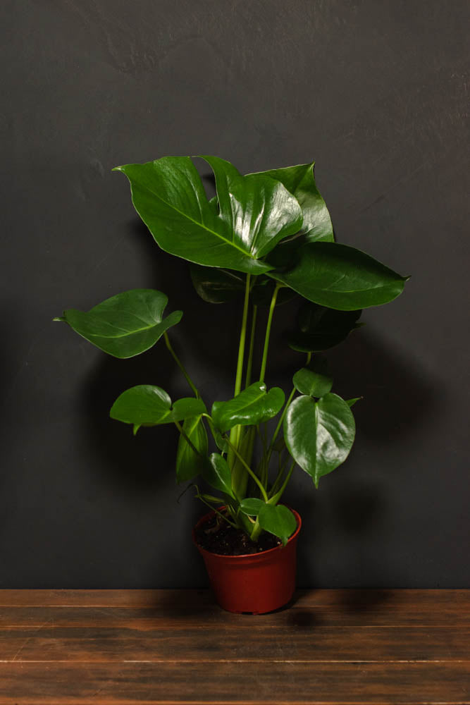 Monstera - Deliciosa "Split Leaf Philodendron"