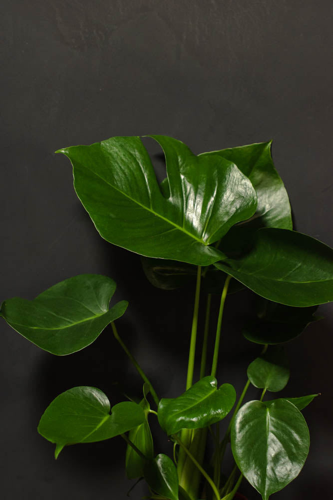 Monstera - Deliciosa "Split Leaf Philodendron"