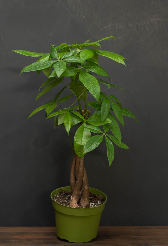 Pachira - Aquatica "Money Tree"