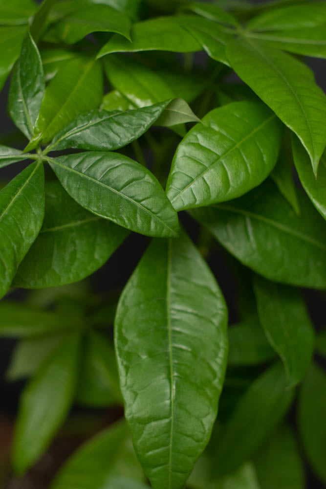 Pachira - Aquatica "Money Tree"
