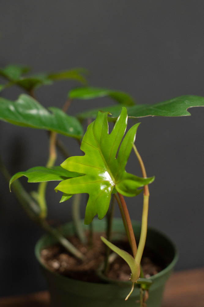 Philodendron - Mayoi 10"