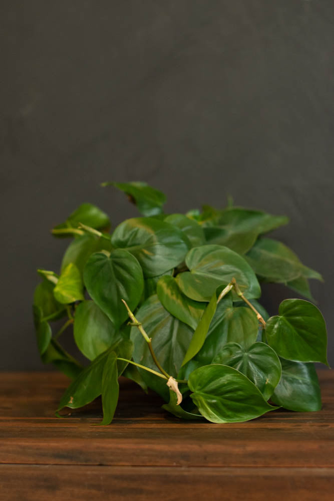 Philodendron
