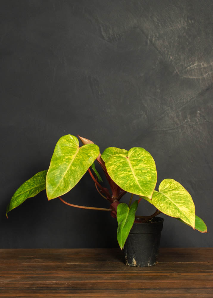 loveta queen of the philodendrons Philodendron