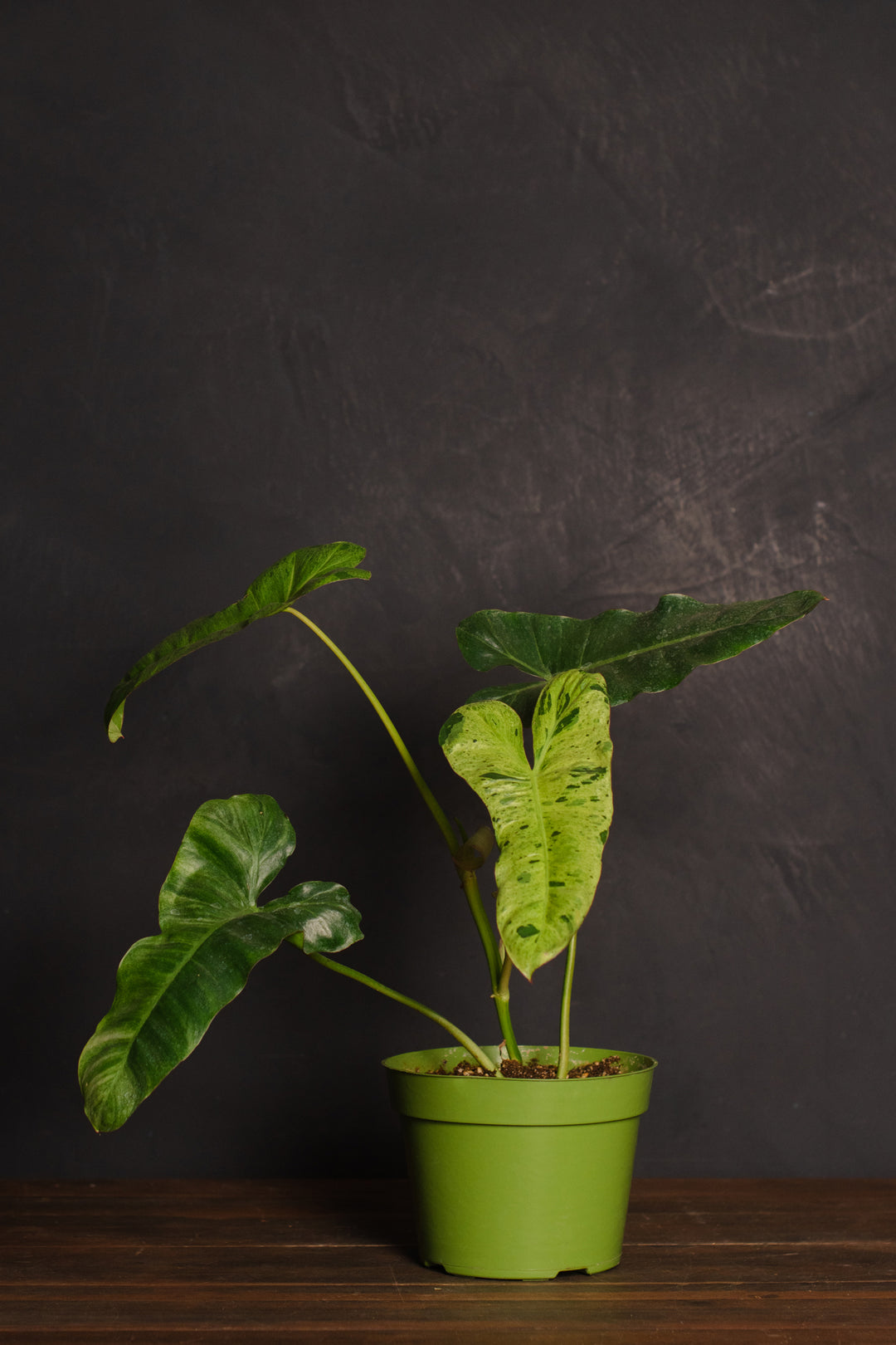 Philodendron - Paraiso Verde