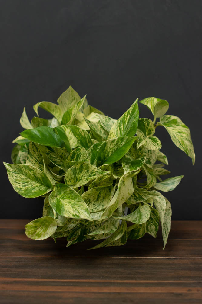Pothos - Marble Queen