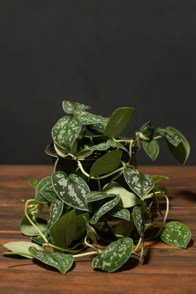Pothos - Pictus Satin