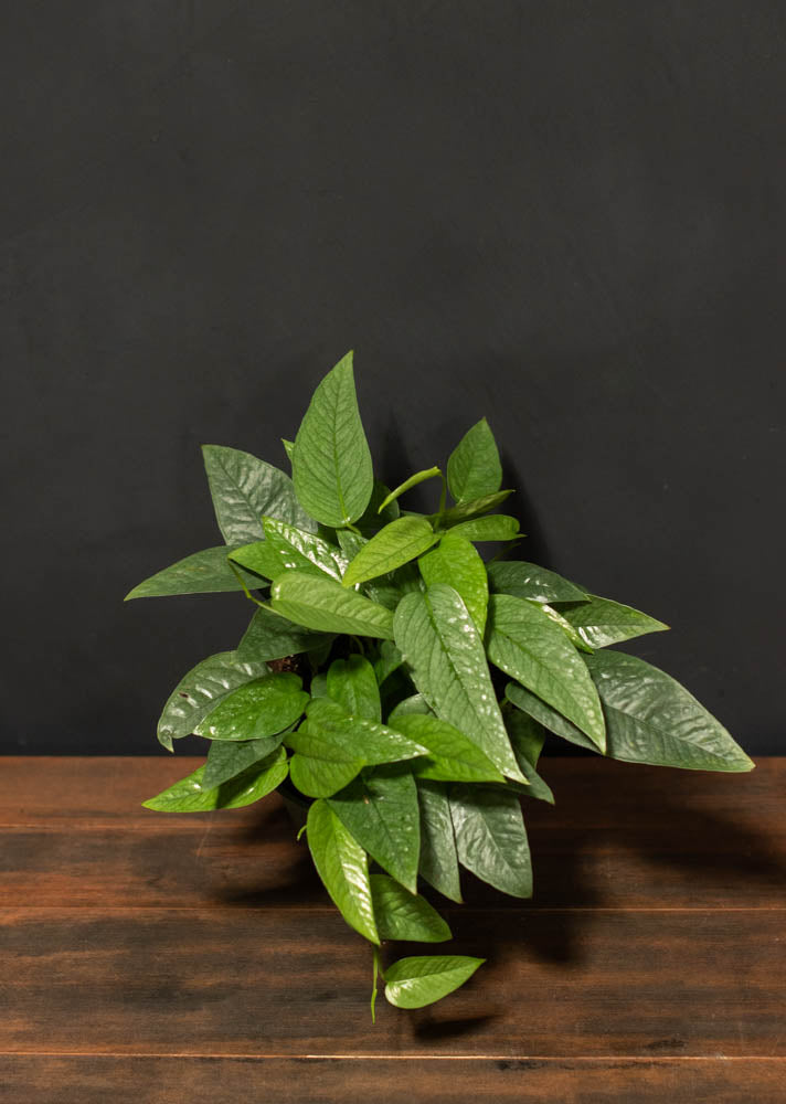 Pothos - Cebu Blue