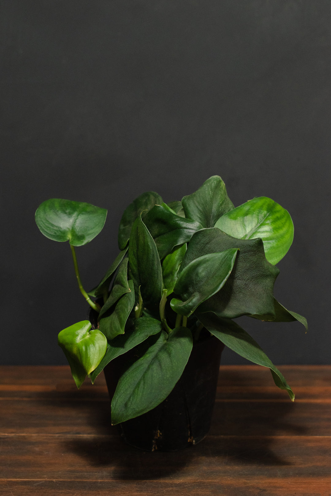 Pothos - Green Satin