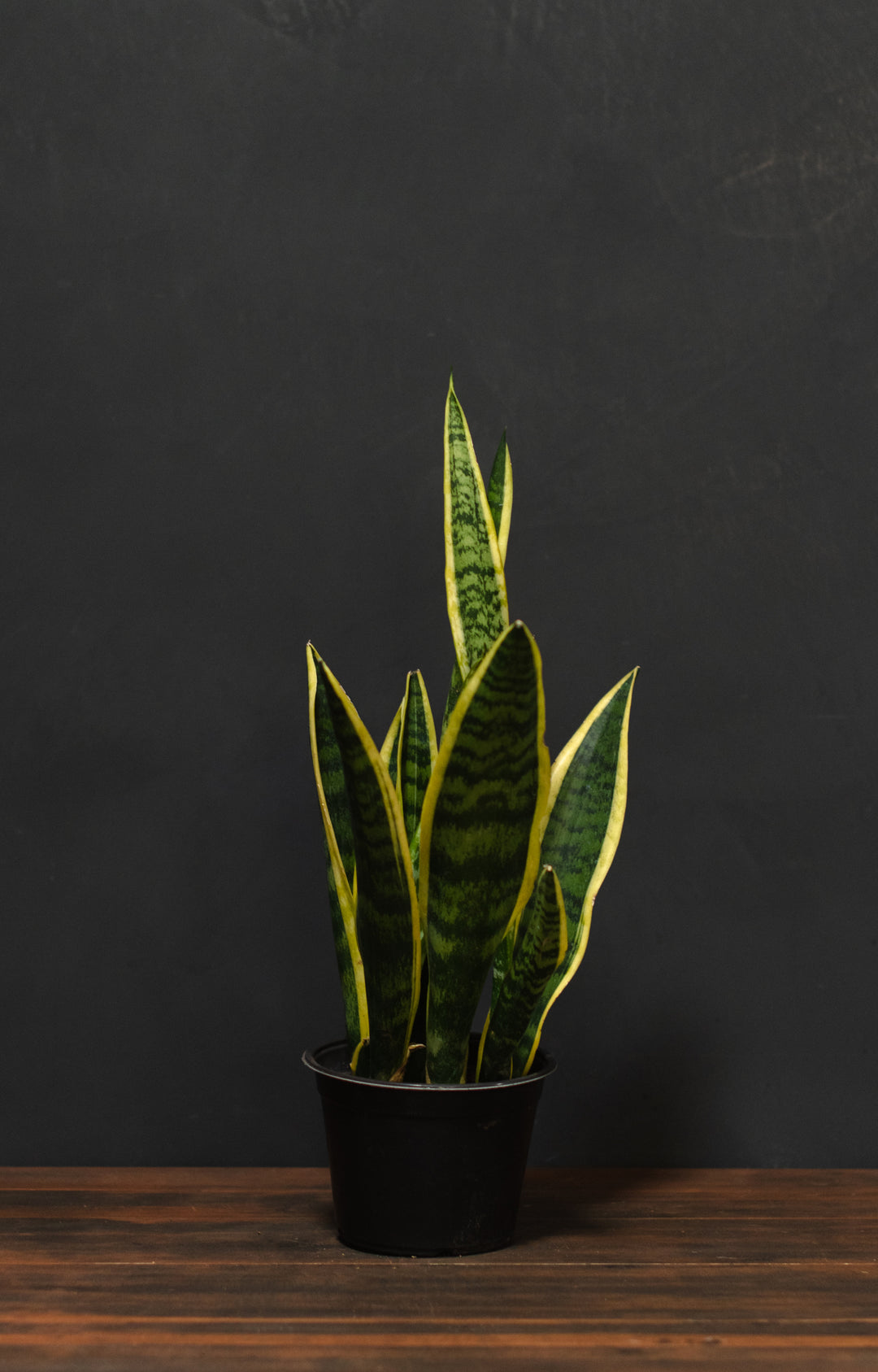Sansevieria "Snake Plant" - Laurentii