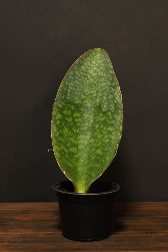Sansevieria "Snake Plant" - Masoniana "Whale Fin"