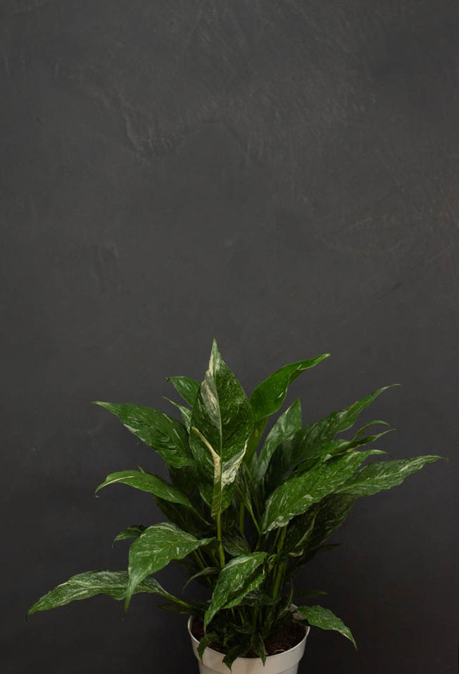 Spathiphyllum "Peace Lily" - Domino