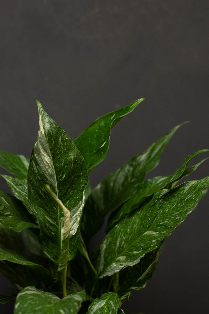 Spathiphyllum "Peace Lily" - Domino