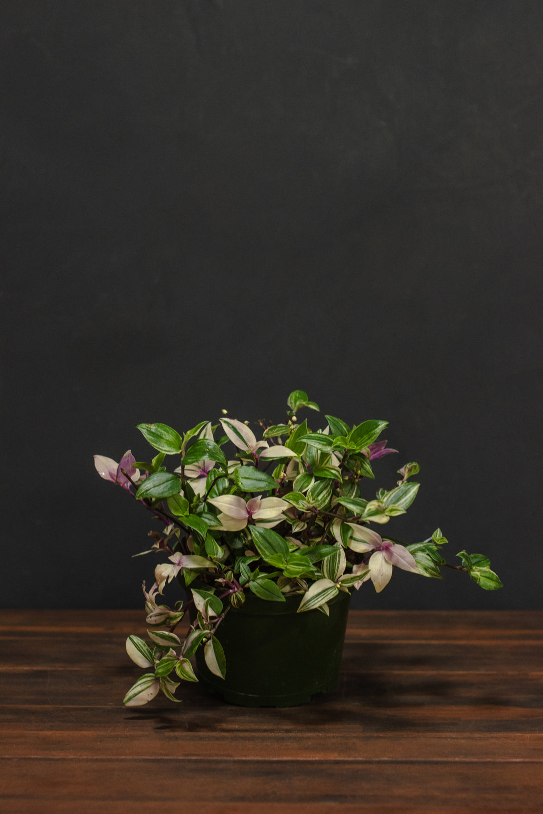 Tradescantia - Rainbow