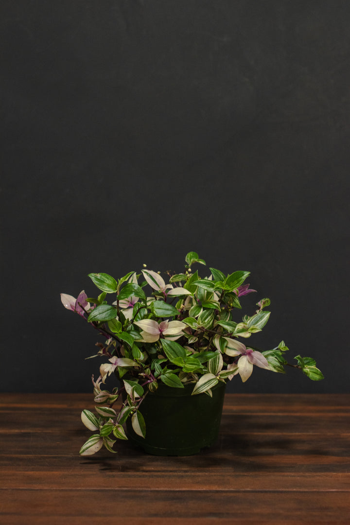Tradescantia - Rainbow
