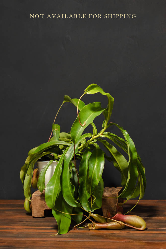 Nepenthes "Pitcher Plant"