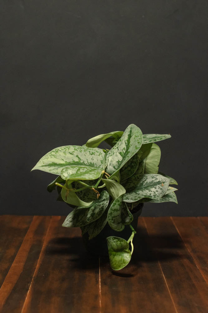 plant silver pothos Pothos