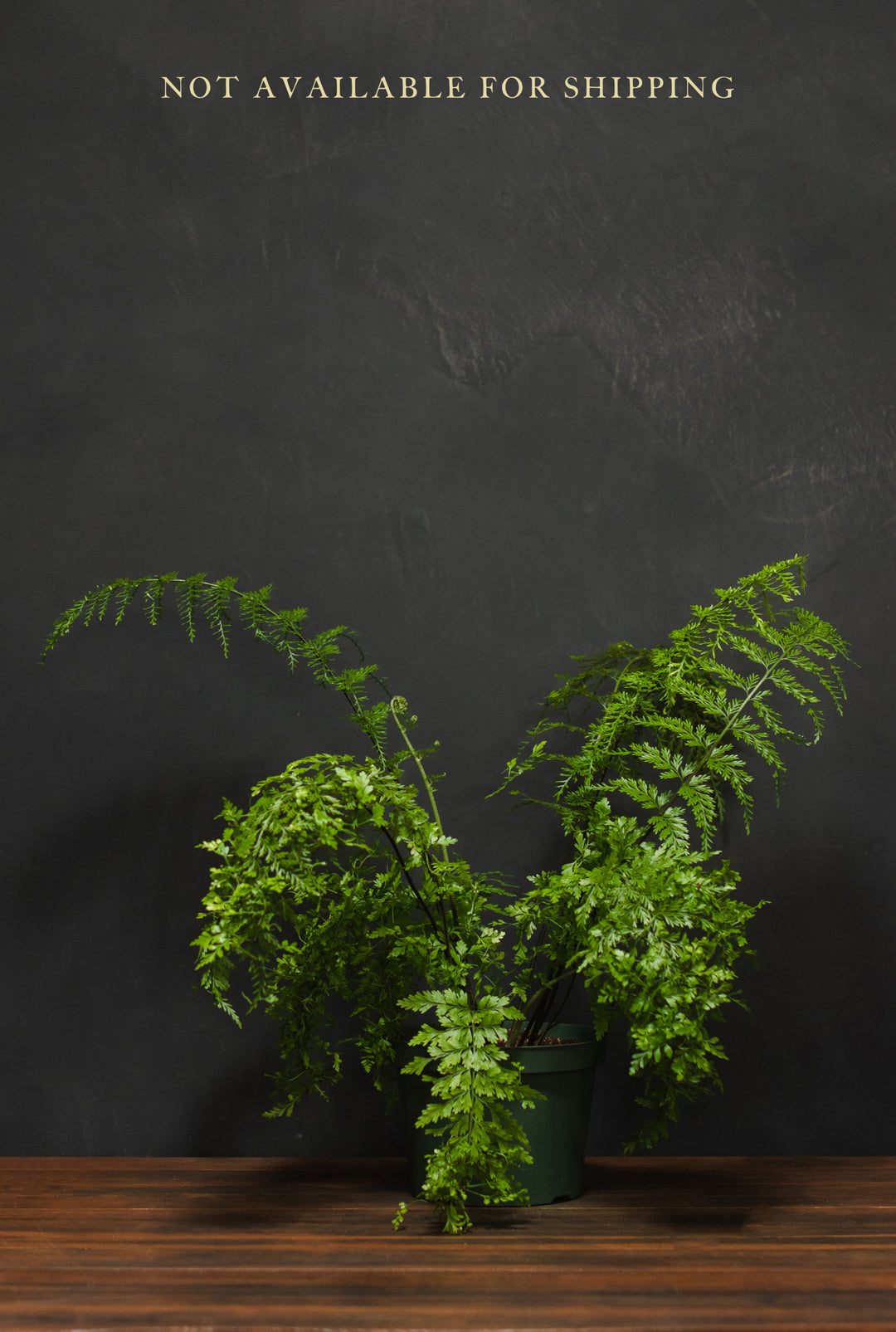 Large - Fern - Mother