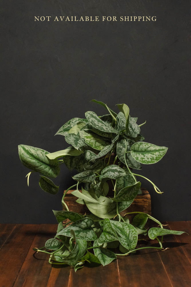 pothos silver splash Large - Pothos