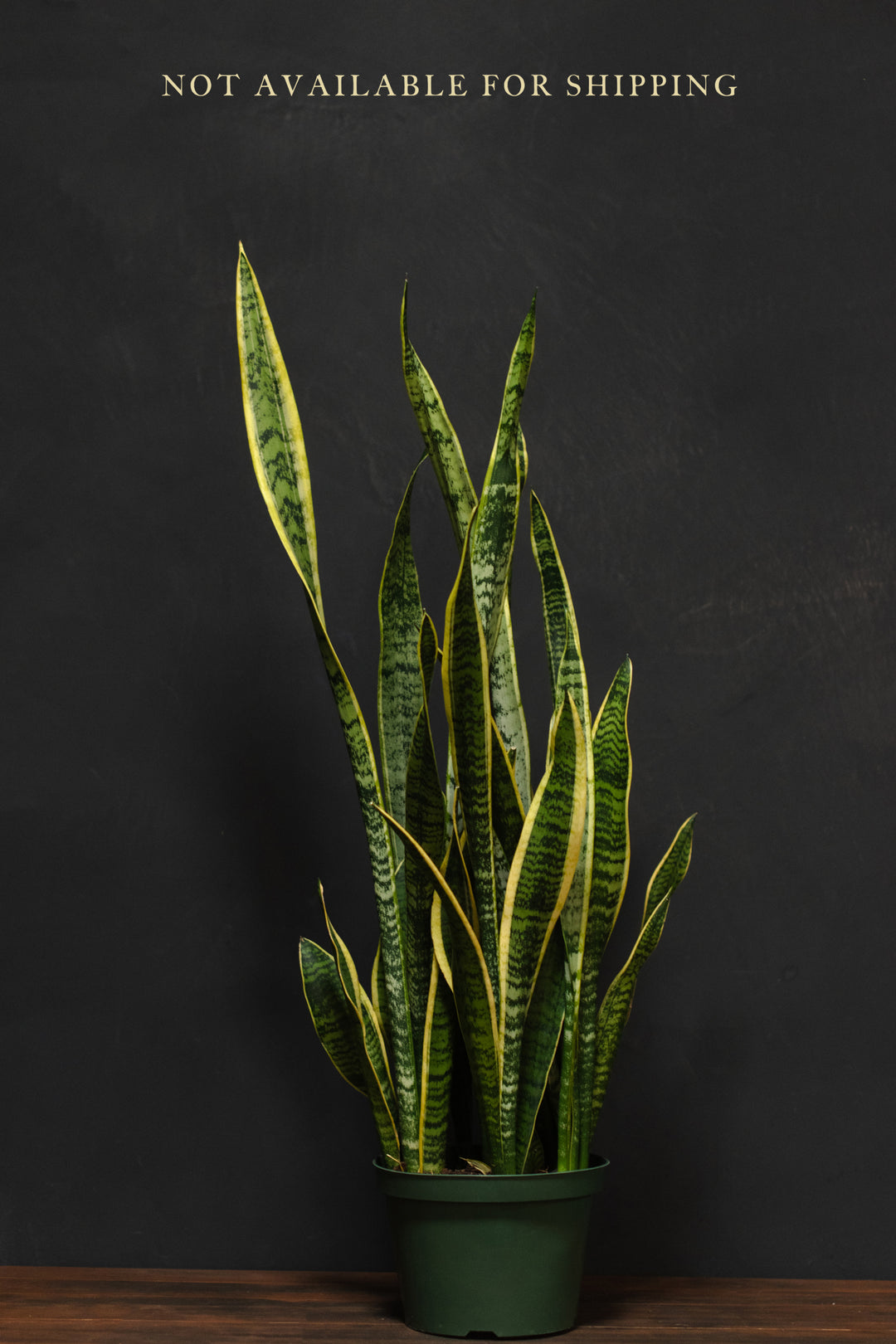 Large - Sansevieria "Snake Plant" - Laurentii