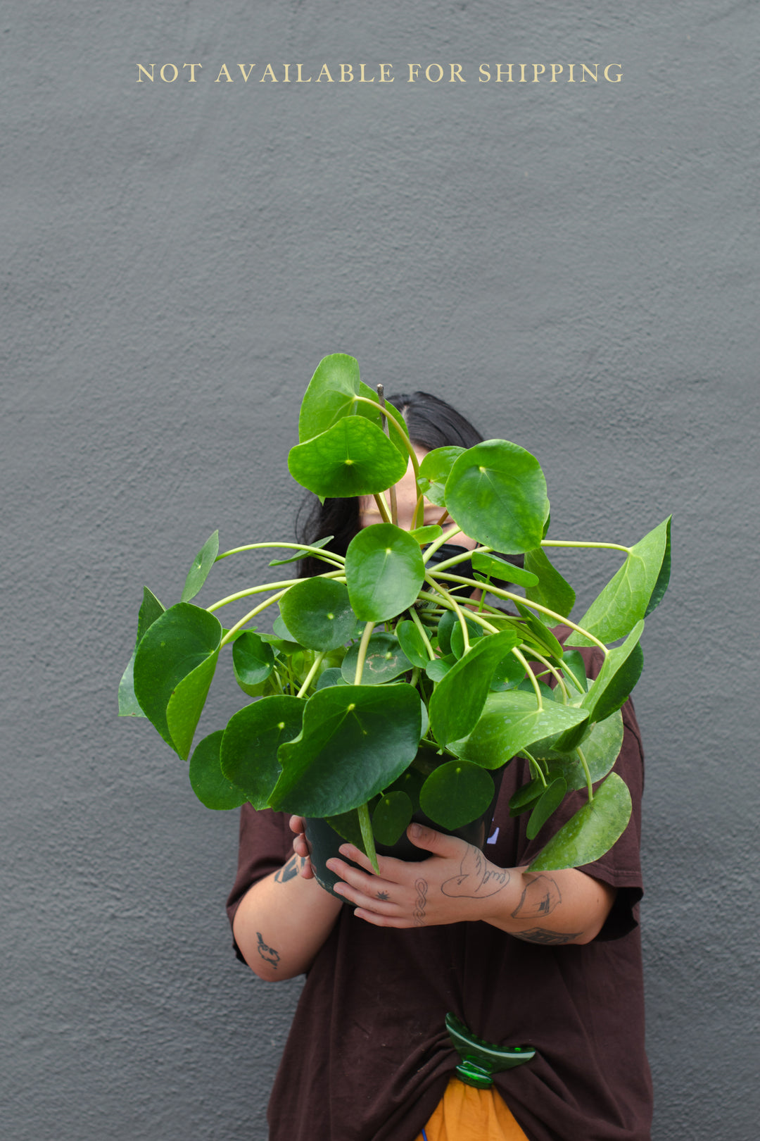 Large - Pilea - Peperomioides