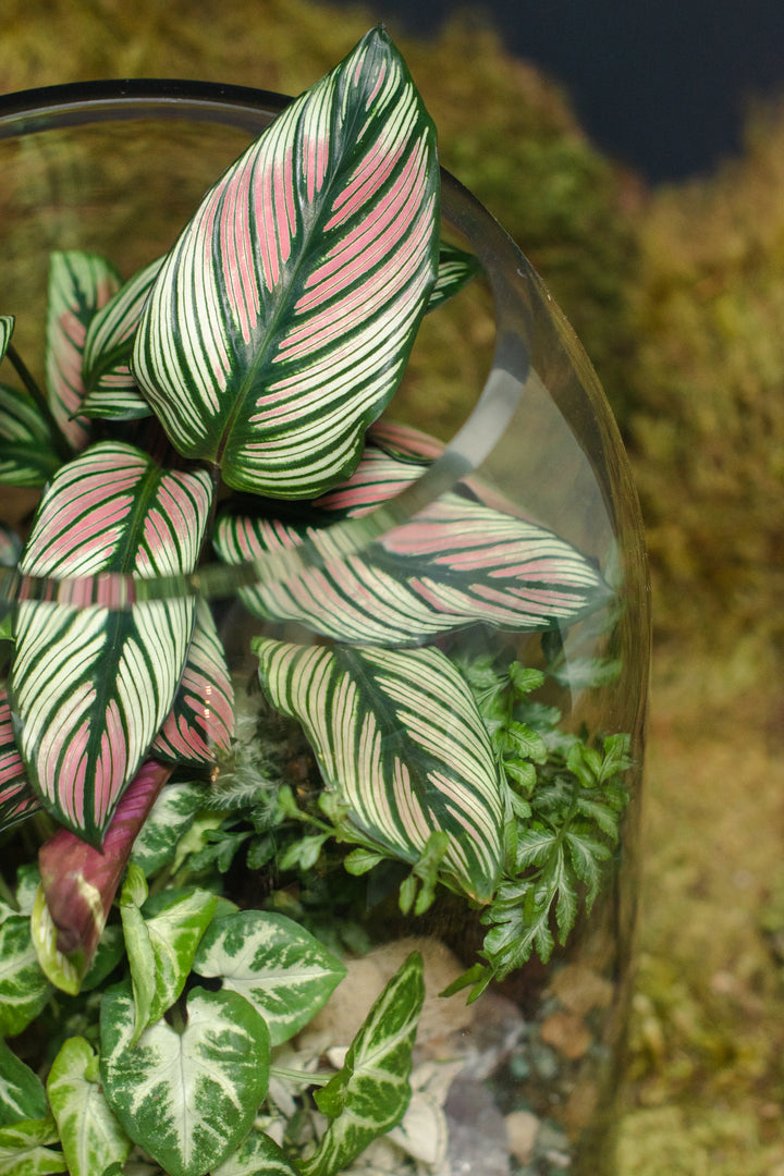 Tabletop Terrarium