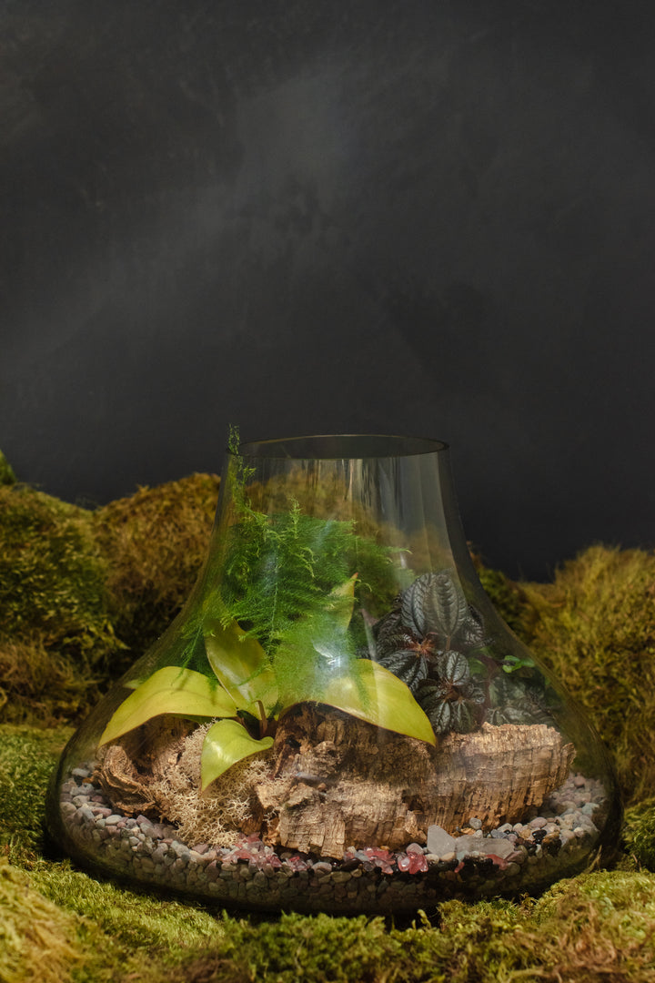 Tabletop Terrarium