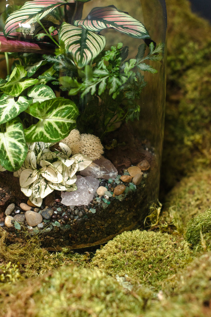 Tabletop Terrarium