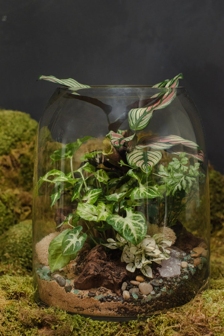 Tabletop Terrarium