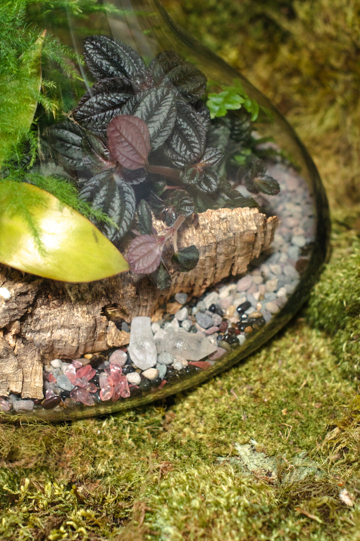 Tabletop Terrarium