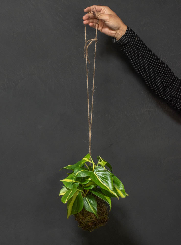 philodendron kokedama Kokedama