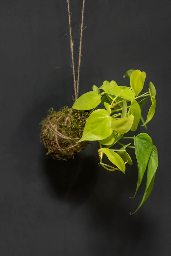 Kokedama - Philodendron
