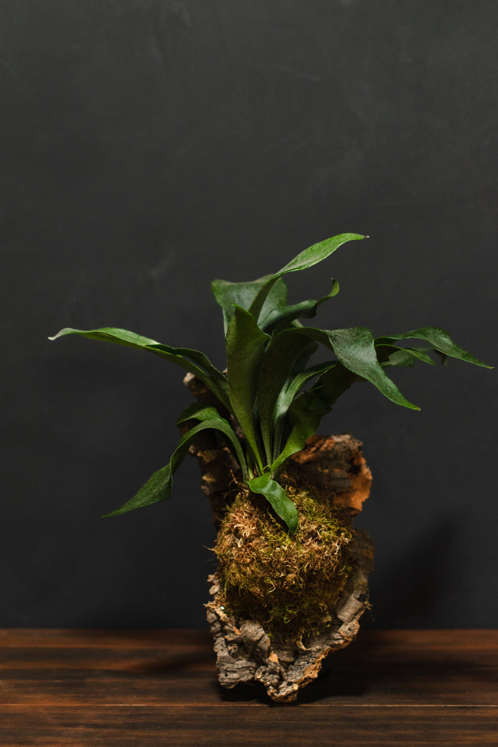 Mounted Plant - Staghorn Fern