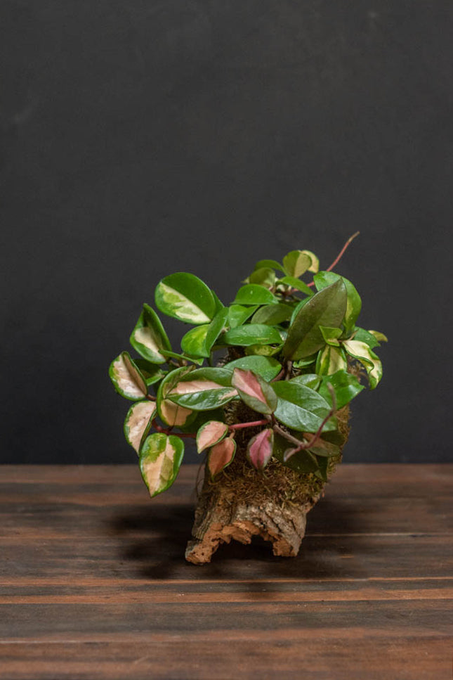 Mounted Plant - Hoya