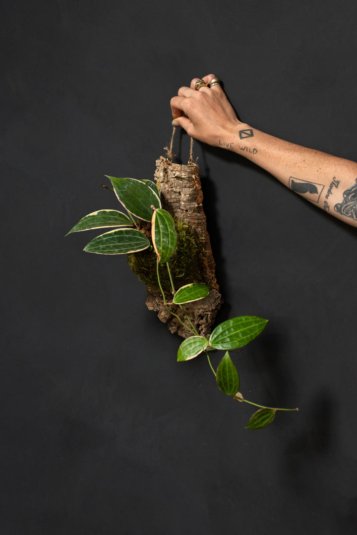 Mounted Plant - Hoya