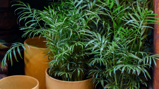 5 Unique Plants for a Low Light Space