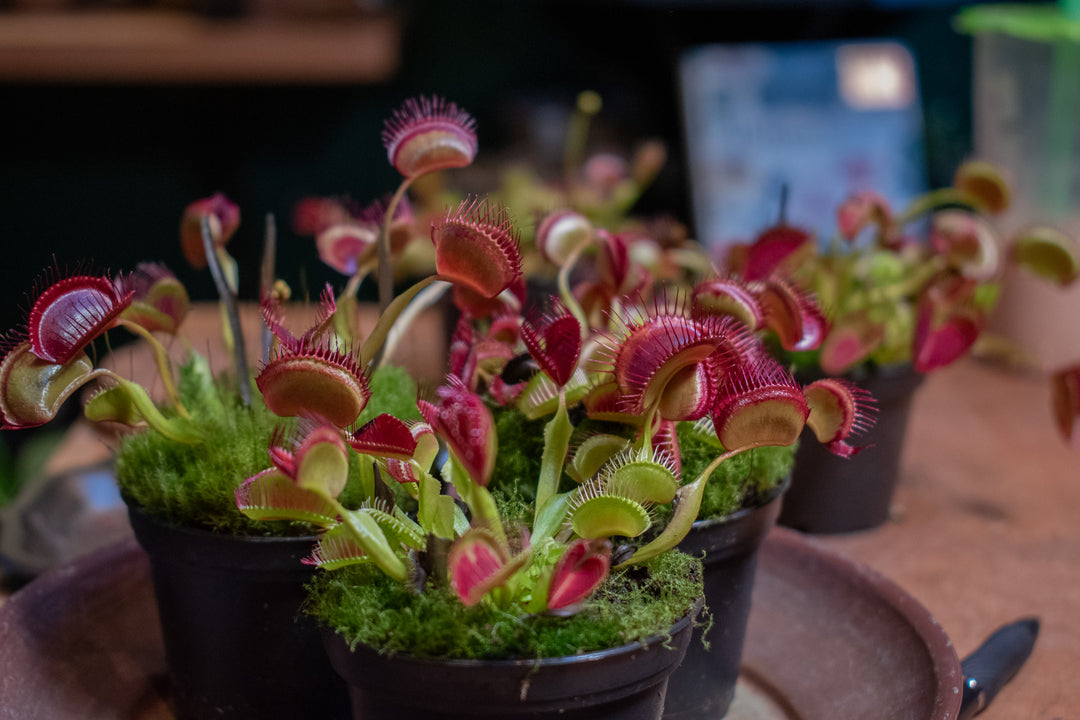 Which Carnivorous Plant is Right For You?