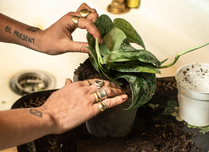 How to Repot Your Houseplants