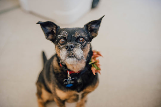 Fur-Friendly Plants: 5 Pet-Safe Plants for Your Home